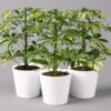 Strahlenaralie 'Gerda' Inkl. Keramiktopf Dallas Weiß, Topf-Ø 13 Cm, 3er-Set -Die grüne Ecke 0220550542 Schefflera Gerda im Topf Dallas weiss 3er Set2
