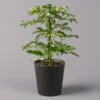 Strahlenaralie 'Gerda' Inkl. Keramiktopf Dallas Anthrazit, Topf 13cmØ, Höhe 55cm -Die grüne Ecke 0220550544 Schefflera Gerda im Topf Dallas anthr 1