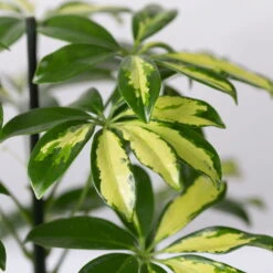 Strahlenaralie 'Gerda' Inkl. Keramiktopf Dallas Anthrazit, Topf 13cmØ, Höhe 55cm -Die grüne Ecke 0220550544 Schefflera Gerda im Topf Dallas anthr 4