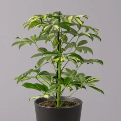 Strahlenaralie 'Gerda' In Keramiktopf Anthrazit, Topf-Ø 13cm, Höhe 55cm, 2er-Set -Die grüne Ecke 0220550545 Schefflera Gerda im Topf Dallas anthr 2