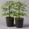 Strahlenaralie 'Gerda' In Keramiktopf Anthrazit, Topf-Ø 13cm, Höhe 55cm, 2er-Set -Die grüne Ecke 0220550545 Schefflera Gerda im Topf Dallas anthr 2er Set2