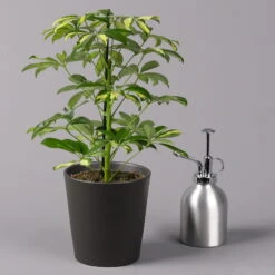 Strahlenaralie 'Gerda' In Keramiktopf Anthrazit, Topf-Ø 13cm, Höhe 55cm, 2er-Set -Die grüne Ecke 0220550545 Schefflera Gerda im Topf Dallas anthr 3