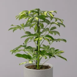 Strahlenaralie 'Gerda', Topf-Ø 13 Cm, Höhe Ca. 55 Cm, 3er-Set -Die grüne Ecke 0220550555 Schefflera ar Gerda 3er Set 13cm WS 22
