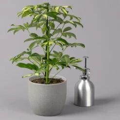 Strahlenaralie 'Gerda', Topf-Ø 13 Cm, Höhe Ca. 55 Cm, 3er-Set -Die grüne Ecke 0220550555 Schefflera ar Gerda 3er Set 13cm WS 32