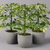 Strahlenaralie 'Gerda', Topf-Ø 13 Cm, Höhe Ca. 55 Cm, 3er-Set -Die grüne Ecke 0220550555 Schefflera ar Gerda 3er Set 13cm WS2