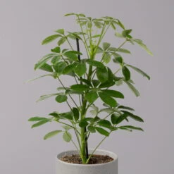Strahlenaralie 'Nora', Topf 13 Cm Ø, Höhe Ca. 55 Cm, 3er-Set, -Die grüne Ecke 0220550556 Schefflera ar Nora 3er Set 13cm WS 22