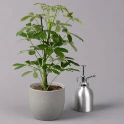 Strahlenaralie 'Nora', Topf 13 Cm Ø, Höhe Ca. 55 Cm, 3er-Set, -Die grüne Ecke 0220550556 Schefflera ar Nora 3er Set 13cm WS 32