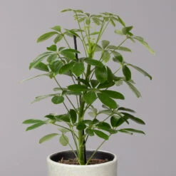 Die grüne Ecke -Die grüne Ecke 0220550561 Schefflera Nora mit Uebertopf Lauren gruen 2 113322