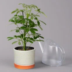 Strahlenaralie 'Nora' In Keramiktopf Lauren Grün, Topf-Ø 13 Cm, Höhe Ca. 45 Cm -Die grüne Ecke 0220550561 Schefflera Nora mit Uebertopf Lauren gruen 3 113323