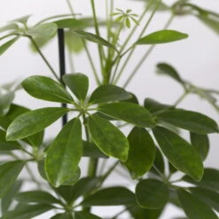 Strahlenaralie 'Nora' In Keramiktopf Lauren Grün, Topf-Ø 13 Cm, Höhe Ca. 45 Cm -Die grüne Ecke 0220550561 Schefflera Nora mit Uebertopf Lauren gruen 4 113324