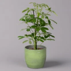 Strahlenaralie 'Nora' In Keramiktopf Bergamo Grün, Topf-Ø 13 Cm, Höhe Ca. 45 Cm