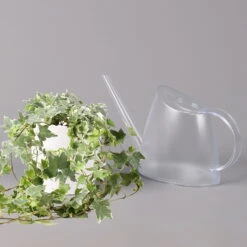 Hedera Helix 'Variegata' In Keramiktopf Dallas Weiß, Topf-Ø 12/13 Cm, 2er-Set -Die grüne Ecke 0220650237 Hedera weissbunt in Topf Dallas weiss 3