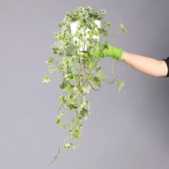 Hedera Helix 'Variegata' In Keramiktopf Dallas Weiß, Topf-Ø 12/13 Cm, 2er-Set -Die grüne Ecke 0220650237 Hedera weissbunt in Topf Dallas weiss 8