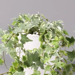 Hedera Helix 'Variegata' In Keramiktopf Dallas Weiß, Topf-Ø 12/13 Cm, 3er-Set -Die grüne Ecke 0220650237 Hedera weissbunt in Topf Dallas weiss 2 108004 1