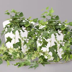 Hedera Helix In Keramiktopf Dallas Weiß, Topf-Ø 12/13 Cm, 2er-Set