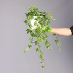 Hedera Helix In Keramiktopf Dallas Weiß, Topf-Ø 12/13 Cm -Die grüne Ecke 0220650241 Hedera gruen Elja in Topf Dallas weiss 4 2