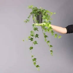 Efeu Inkl. Keramiktopf Dallas Anthrazit, Topf-Ø 12/13 Cm, 2er-Set -Die grüne Ecke 0220650250 Hedera gruen Elja in Topf Dallas anth 4 1