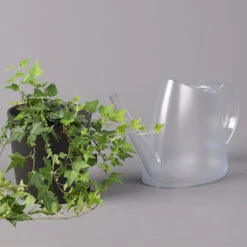 Efeu Inkl. Keramiktopf Dallas Anthrazit, Topf-Ø 12/13 Cm, 2er-Set -Die grüne Ecke 0220650250 Hedera gruen in Topf Dallas anthrazit 3 1