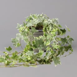 Weißbunter Efeu, Topf-Ø 12/13 Cm, 3er-Set -Die grüne Ecke 0220650275 Hedera weissbunt T12 13 3er Set 1 123946