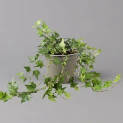 Efeu, Topf-Ø 12/13 Cm, 3er-Set -Die grüne Ecke 0220650276 Hedera gruen T12 13 3er Set 1 123949