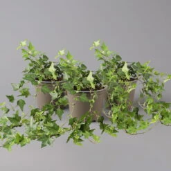 Efeu, Topf-Ø 12/13 Cm, 3er-Set -Die grüne Ecke 0220650276 Hedera gruen T12 13 3er Set t 123947