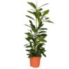Ficus Cyathistipula, Topf-Ø 21 Cm, Höhe Ca. 110 Cm -Die grüne Ecke 0220750346 Ficus cyathistipula 21cm Topf Hoehe 110cm 2