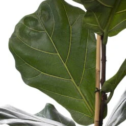 Geigenfeige, Topf-Ø 21 Cm, Höhe Ca. 80-100 Cm -Die grüne Ecke 0220750359 Ficus Lyrata ADP 21 24cmT H100cm 1