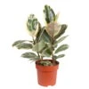 Gummibaum 'Tineke', Topf-Ø 19 Cm, Höhe Ca. 55 Cm -Die grüne Ecke 0220750529 Ficus elastica Tineke 19 cm Topf Hoehe 55 cm