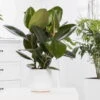 Gummibaum 'Robusta', Topf-Ø 19 Cm, Höhe Ca. 50 Cm -Die grüne Ecke 022075 Ficus elastica Robusta1