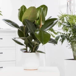 Gummibaum 'Robusta', Topf-Ø 19 Cm, Höhe Ca. 50 Cm