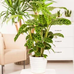 Calathea Zebrina, Topf-Ø 14 Cm, Höhe Ca. 35-45 Cm -Die grüne Ecke 0220800169 Calathea zebrina1