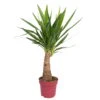 Palmlilie 'Maya Tree', Topf-Ø 21 Cm, Höhe Ca. 90 Cm -Die grüne Ecke 0220850012 Yucca eleph Maya Tree 21cm Topf Hoehe 90cm