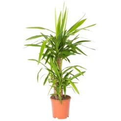 Palmlilie, Topf-Ø 21 Cm, Höhe Ca. 100 Cm