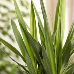 Palmlilie, Topf-Ø 17 Cm, Höhe Ca. 60-80 Cm -Die grüne Ecke 0220850134 Yucca auf Stamm verzweigt1