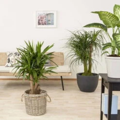 Palmlilie, Topf-Ø 27 Cm, Höhe Ca. 110 Cm -Die grüne Ecke 0220850158 Yucca eleph verzweigt