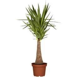 Palmlilie 'Maya Tree', Topf-Ø 24 Cm, Höhe Ca. 100 Cm -Die grüne Ecke 0220850193 Yucca eleph Maya Tree 45 Stamm 24cm 100cm