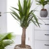 Palmlilie 'Maya Tree', Topf-Ø 24 Cm, Höhe Ca. 100 Cm -Die grüne Ecke 0220850193 Yucca eleph Maya Tree 45 Stamm 24cm 100cm1 1 117736