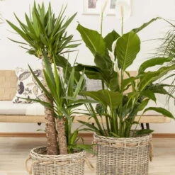 Palmlilie, Topf-Ø 21 Cm, Höhe Ca. 100 Cm -Die grüne Ecke 0220850207 Yucca eleph Yucca 3er Tuff