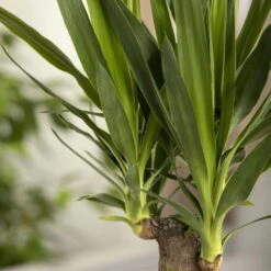 Palmlilie, Topf-Ø 17 Cm, Höhe Ca. 60-80 Cm -Die grüne Ecke 0220850207 Yucca eleph Yucca 3er Tuff1