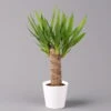 Palmlilie In Keramiktopf Dallas, Topf-Ø 11/12cm, Höhe Ca. 40-45cm -Die grüne Ecke 0220850245 Yucca elephantipes Topf Dallas weiss 1