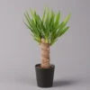 Palmlilie, Topf-Ø 11/12cm, Mit Keramiktopf Dallas Anthrazit, Höhe Ca. 40-45cm -Die grüne Ecke 0220850248 Yucca elephantipes Topf Dallas anthrazit 1 1