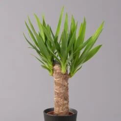 Palmlilie Mit Keramiktopf Dallas, Höhe Ca. 40-45cm, Topf-Ø 11/12cm, 3er-Set -Die grüne Ecke 0220850248 Yucca elephantipes Topf Dallas anthrazit 2