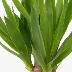 Palmlilie In Keramiktopf Dallas, Topf-Ø 11/12cm, Höhe Ca. 40-45cm, 2er-Set -Die grüne Ecke 0220850248 Yucca elephantipes Topf Dallas anthrazit 4 2