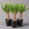 Palmlilie Mit Keramiktopf Dallas, Höhe Ca. 40-45cm, Topf-Ø 11/12cm, 3er-Set -Die grüne Ecke 0220850269 Yucca eleph Dallas anthrazit 3er Set