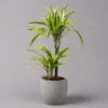 Duftender Drachenbaum 'Lemon Lime', Topf-Ø 17 Cm, 2er Tuff, Höhe Ca. 65 Cm -Die grüne Ecke 0221100047 Dracaena d Lemon Lime 17cm 1