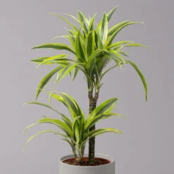 Neue Veröffentlichungen -Die grüne Ecke 0221100047 Dracaena d Lemon Lime 17cm 4