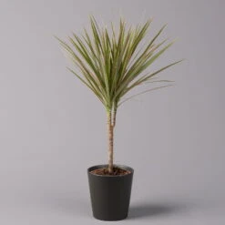 Drachenbaum 'Bicolor' Topf-Ø 13 Cm, Inkl. Keramiktopf Dallas Anthrazit, 3er-Set -Die grüne Ecke 0221100080 Dracaena marg Bicolor im Dallas anth 12