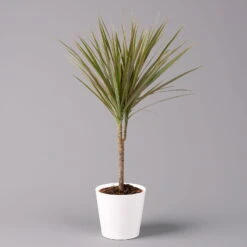 Drachenbaum 'Bicolor', Topf-Ø 13 Cm, Inkl. Keramiktopf Dallas Weiß, 3er-Set -Die grüne Ecke 0221100081 Dracaena marg Bicolor im Dallas weiss 12