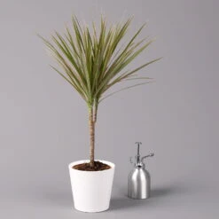 Drachenbaum 'Bicolor', Topf-Ø 13 Cm, Inkl. Keramiktopf Dallas Weiß, 3er-Set -Die grüne Ecke 0221100081 Dracaena marg Bicolor im Dallas weiss 32