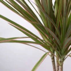 Drachenbaum 'Bicolor', Topf-Ø 13 Cm, Inkl. Keramiktopf Dallas Weiß, 2er-Set -Die grüne Ecke 0221100085 Dracaena marg Bicolor im Dallas weiss 42